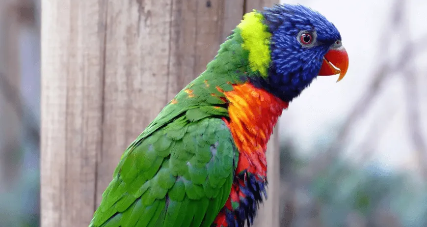 Makao Parrot